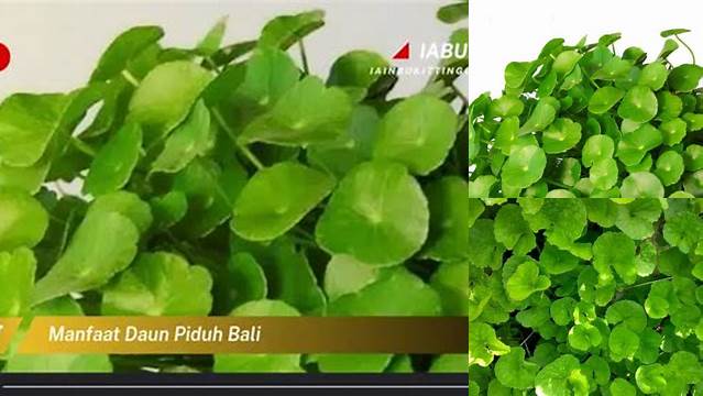 8 Manfaat Daun Piduh Bali Rahasia Kesehatan Terungkap