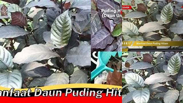 Manfaat Daun Puding Hitam yang Jarang Diketahui, Yuk Intip!