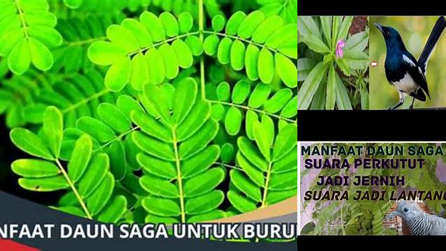 Temukan Manfaat Daun Saga untuk Burung yang Jarang Diketahui!