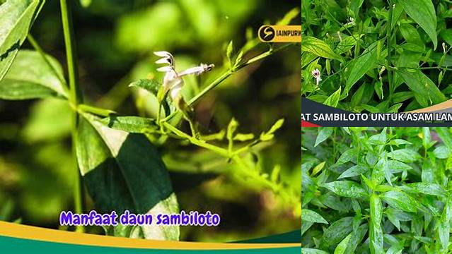 Temukan Manfaat Daun Sambiloto untuk Asam Lambung yang Jarang Diketahui