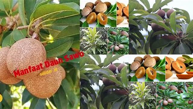 8 Manfaat Daun Sawo Atasi Masalah Kesehatan