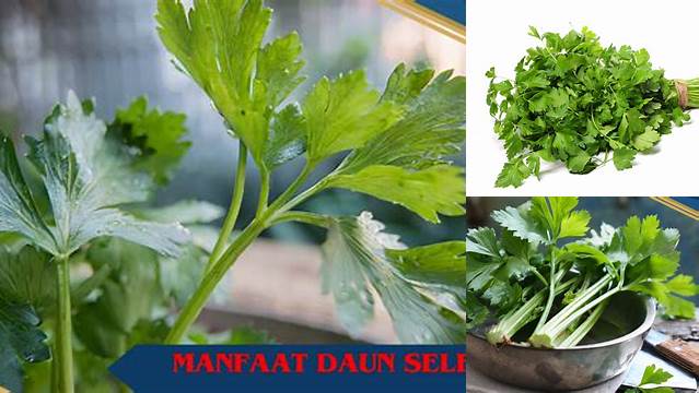 5 Manfaat Daun Seledri untuk Ginjal yang Jarang Diketahui