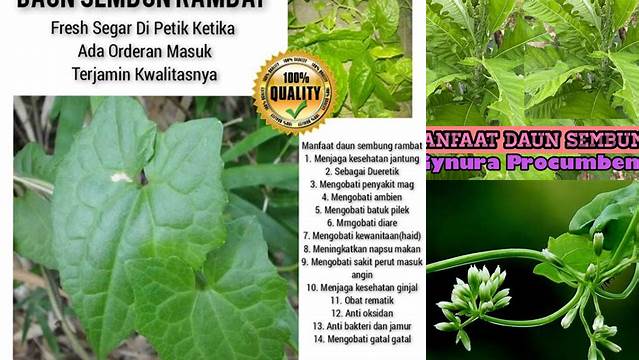 9 Manfaat manfaat daun sembung rambat Untuk Kesehatan Optimal!