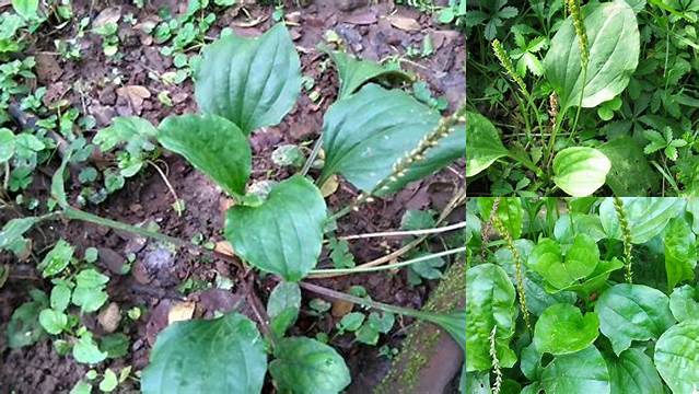 10 Manfaat manfaat daun sendok Terungkap Khasiatnya Bagi Kesehatan