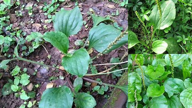 Temukan Rahasia Daun Sendok: Manfaat yang Jarang Diketahui