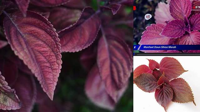 Temukan Manfaat Daun Shiso Merah yang Belum Banyak Diketahui