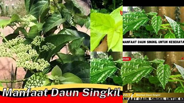 Temukan Manfaat Daun Singkil yang Jarang Diketahui!