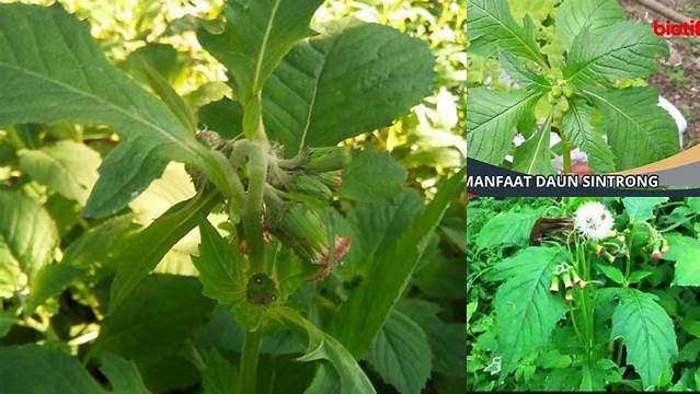 Manfaat Daun Sintrong untuk Kanker Payudara yang Jarang Diketahui