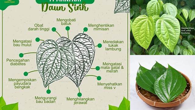 Temukan Khasiat Daun Sirih yang Jarang Diketahui