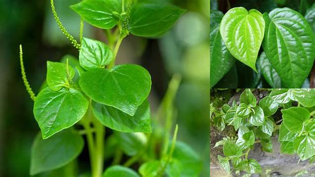 Temukan Manfaat Daun Sirih Cina yang Jarang Diketahui, Ternyata Bisa (Manfaat Daun Sirih Cina)