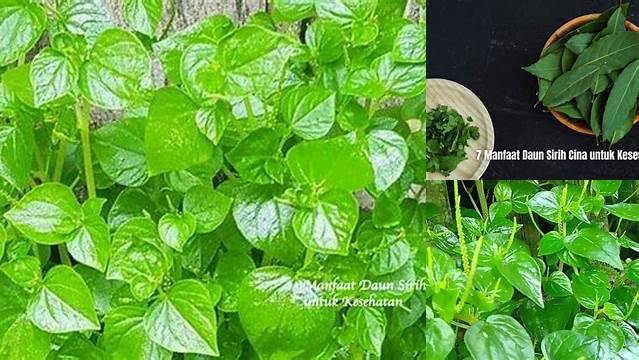 Temukan 5 Manfaat Daun Sirih Cina untuk Diabetes yang Jarang Diketahui