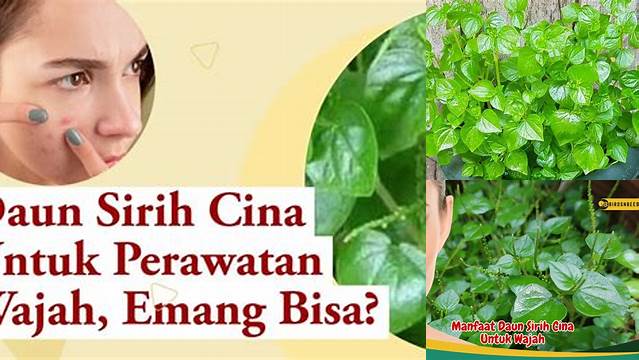 Manfaat Daun Sirih Cina untuk Wajah, Temuan Rahasia