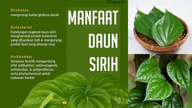 Ungkap 9 Manfaat Daun Sirih Hijau yang Jarang Diketahui!