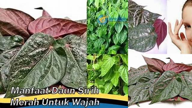 Temukan Manfaat Daun Sirih Merah untuk Wajah yang Jarang Diketahui