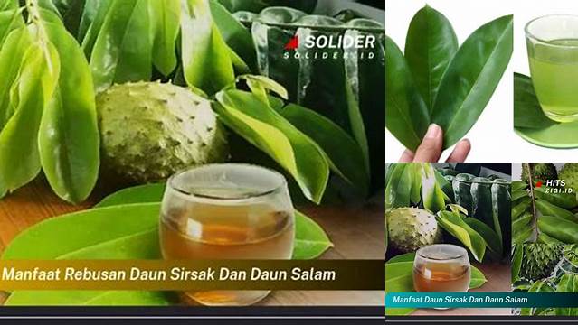 Temukan Manfaat Daun Sirsak dan Daun Salam yang Jarang Diketahui