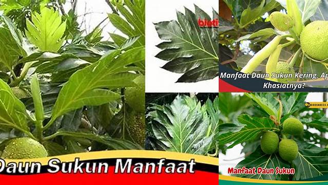 Temukan Manfaat Daun Sukun yang Jarang Diketahui