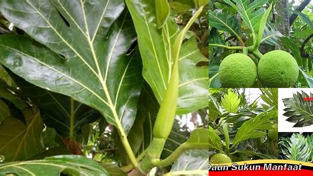 Temukan Manfaat Daun Sukun Muda yang Jarang Diketahui, Anda Harus Tahu!