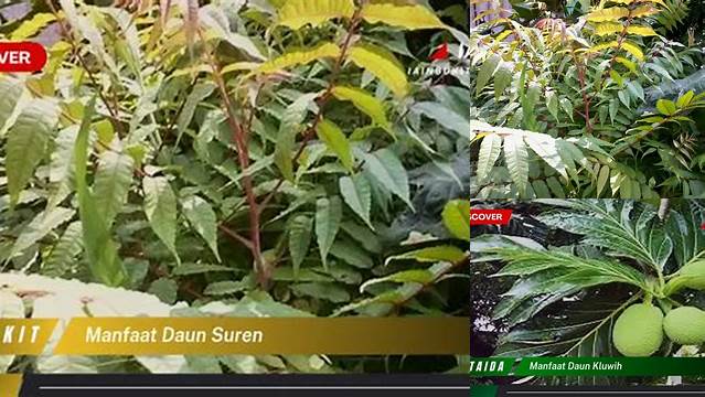 Manfaat Daun Suren yang Jarang Diketahui, Wajib Tahu!