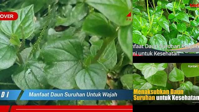 Temukan Manfaat Daun Suruhan untuk Wajah yang Wajib Anda Ketahui