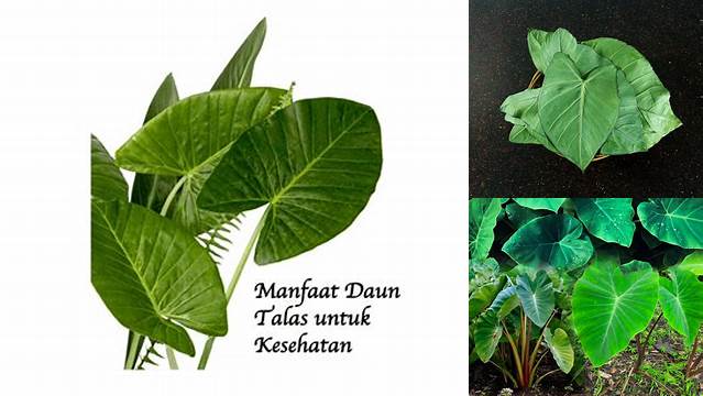 Temukan Manfaat Daun Talas yang Jarang Diketahui
