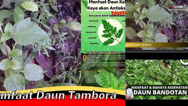 Mengenal Manfaat Daun Tambora yang Jarang Diketahui