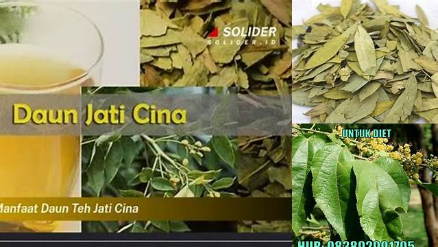 Temukan Manfaat Daun Teh Jati Cina yang Jarang Diketahui