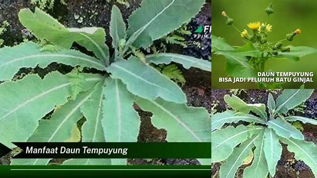 Manfaat Daun Tempuyung untuk Ginjal: Penemuan dan Wawasan yang Mengejutkan