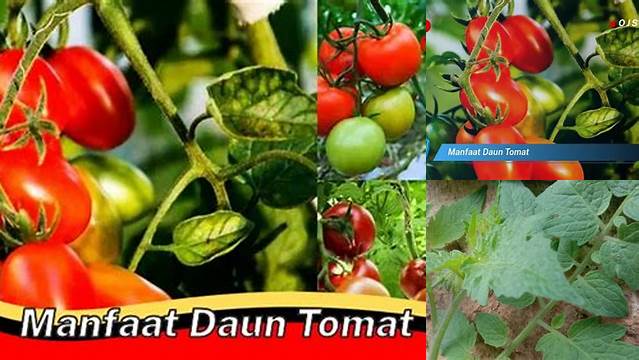 Manfaat Daun Tomat yang Tidak Disangka-sangka