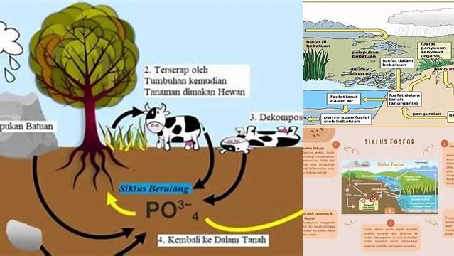 10 Manfaat Daur Fosfor yang Jarang Diketahui