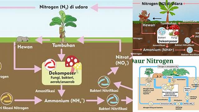 7 Manfaat Daur Nitrogen yang Jarang Diketahui