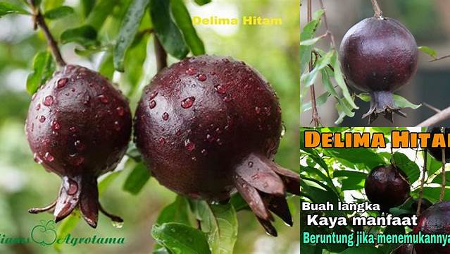 Temukan Manfaat Delima Hitam yang Jarang Diketahui!