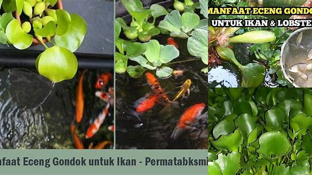 Temukan Manfaat Eceng Gondok untuk Ikan yang Jarang Diketahui