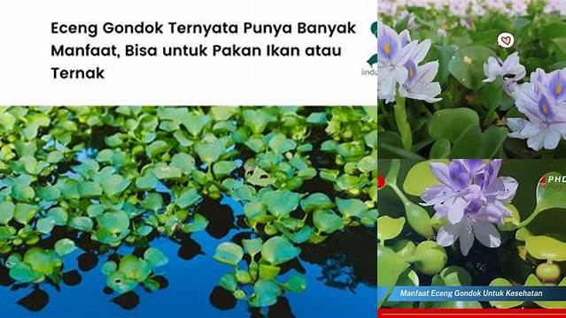 Temukan Manfaat Eceng Gondok untuk Kesehatan yang Jarang Diketahui!