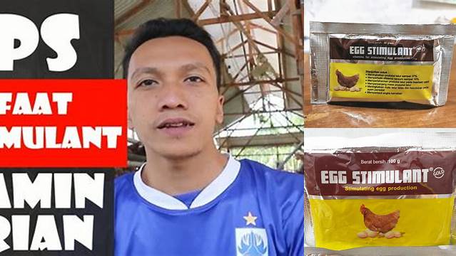 Temukan Manfaat Egg Stimulant yang Jarang Diketahui