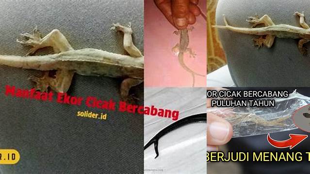 Manfaat Ekor Cicak Bercabang yang Perlu Kamu Tahu