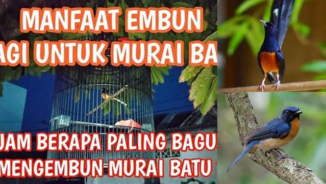 10 Manfaat Embun Pagi untuk Murai Batu yang Jarang Diketahui