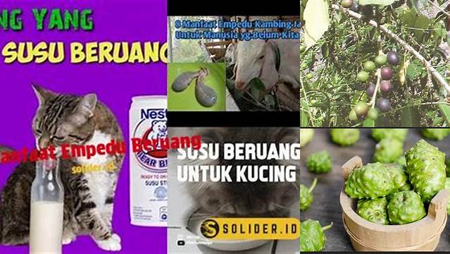 Manfaat Empedu Beruang yang Jarang Diketahui