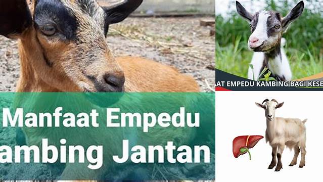 Temukan Manfaat Empedu Kambing yang Jarang Diketahui