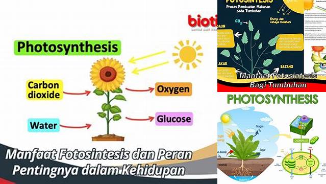 Temukan Manfaat Fotosintesis bagi Kehidupan yang Tak Terduga