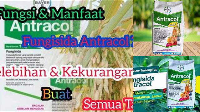 Temukan 7 Manfaat Fungisida Antracol yang Jarang Diketahui