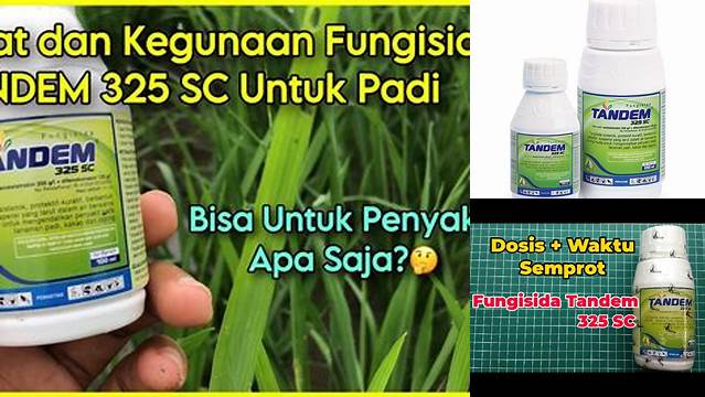 Temukan 5 Manfaat Fungisida Tandem yang Jarang Diketahui