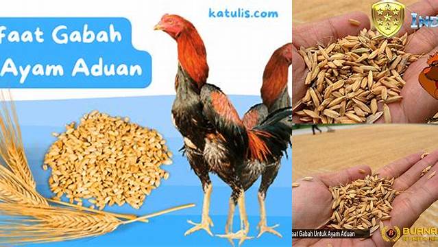 Temukan Manfaat Gabah untuk Ayam Aduan yang Jarang Diketahui yang Wajib Anda Tahu