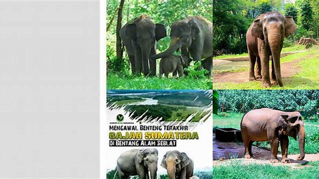 Temukan 10 Manfaat Gajah Sumatera yang Jarang Diketahui