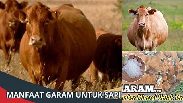 Temukan 10 Manfaat Garam untuk Sapi Hamil yang Jarang Diketahui