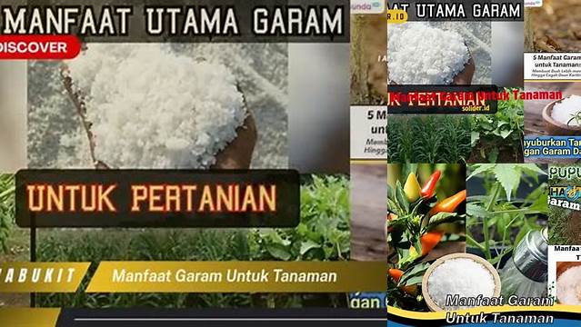 Temukan Manfaat Garam untuk Tanaman yang Jarang Diketahui