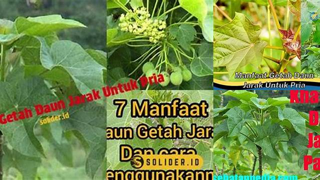 Temukan 10 Manfaat Getah Daun Jarak untuk Pria yang Jarang Diketahui
