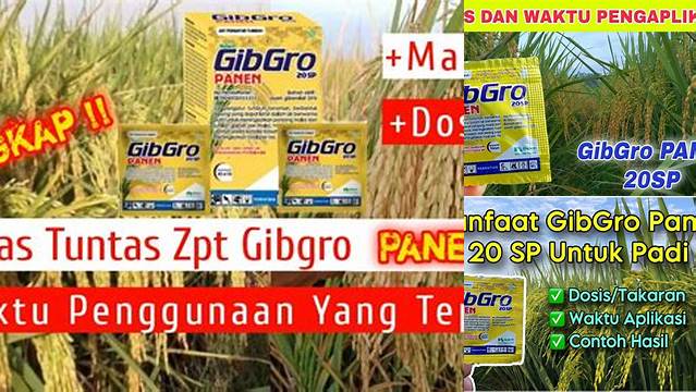 Temukan Manfaat Gibgro Panen yang Jarang Diketahui yang Perlu Anda Ketahui