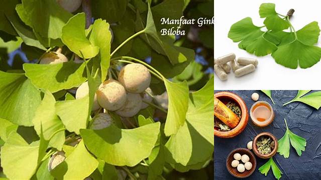 Temukan Manfaat Ginkgo Biloba untuk Kesehatan yang Jarang Diketahui