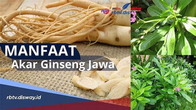 Temukan Manfaat Ginseng Jawa yang Jarang Diketahui