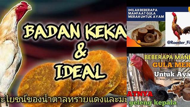 Temukan Manfaat Gula Merah untuk Ayam yang Jarang Diketahui